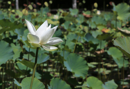 Lotus poppy flowers in Pamplemousses gardens, Mauritius island, indian oceanのeditorial素材