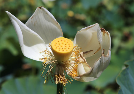 Lotus poppy flowers in Pamplemousses gardens, Mauritius island, indian oceanのeditorial素材
