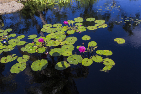 Waterlilies in a botanical garden, in Naples, Florida, united states
の写真素材