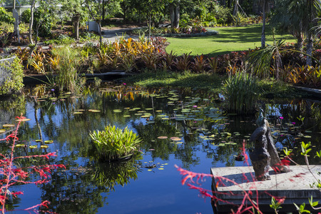 Waterlilies in a botanical garden, in Naples, Florida, united states
の写真素材