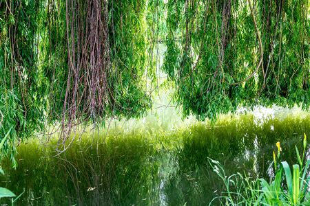 Weeping willow on a pond in santeny, franceの写真素材