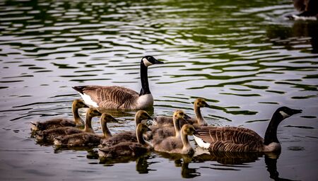 ducks and ducklings family on a pond in santeny, franceの写真素材