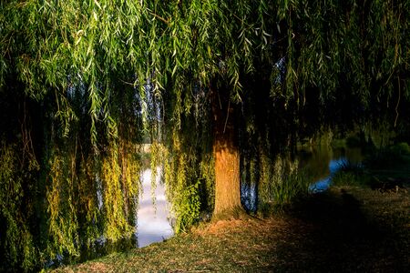 Weeping willow on a pond in santeny, franceの写真素材