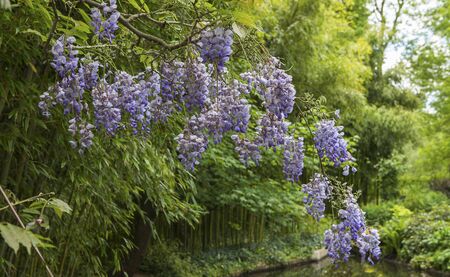 lilac in a french  botanical gardenの写真素材