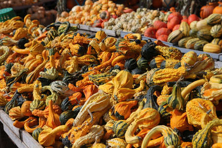 colorful cucurbita squashs in a market, Montreal, Quebec, Canadaの写真素材