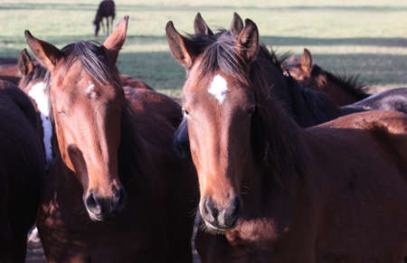 Horses in Souvigny farm, allier countryside, franceの写真素材