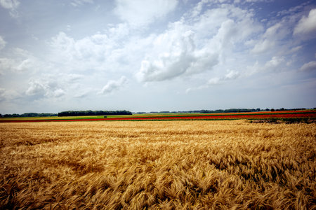 wheat fields during the harvest of June near the city of Etretat, in Normandy, Franceの写真素材
