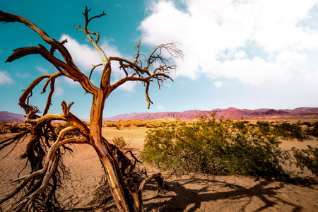 trees in desert, death valley national park, california, united statesの写真素材