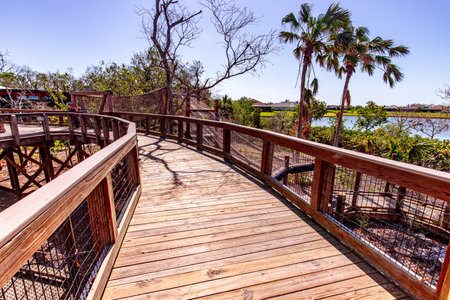 Wooden bridge in the mangrove, Sarasota, Florida, USAの写真素材