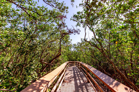Wooden bridge in the mangrove, Sarasota, Florida, USAの写真素材