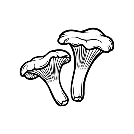 A detailed illustration of two chanterelle mushrooms, a gourmet ingredient often found in forests and used in various culinary dishes and recipes.のイラスト素材