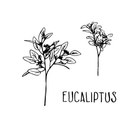 Black Eucaliptus leaves isolated vector on white backgroundのイラスト素材