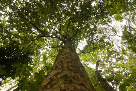 Looking up at green trees in Teak Rain forest
