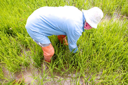 Farming, Rice planting