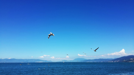 seagulls that fly to the freedomの写真素材