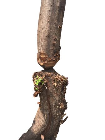 Everything must try to Living in worldの写真素材