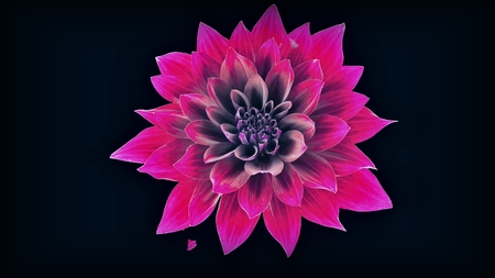 Flower on a blackの写真素材