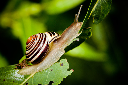 Snailの写真素材
