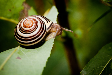 Snailの写真素材