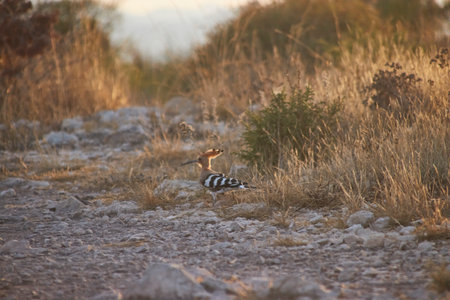 Hoopoe bird perched on the mountain pathの写真素材