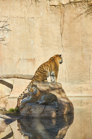 Tigers resting on rocks in theme park