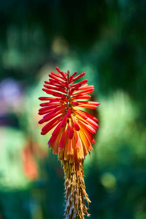 red flower on a background of green plants out of focus. spring season.の写真素材