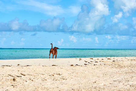 brown dog in front of the beaches of cancun, isla mujeres. beaches of the riviera maya.の写真素材