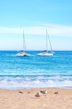 birds (calidris alba) on the beaches of baja california sur, in the background 2 sailboats on the deep ocean of cabo san lucas, (sea of cortes).の写真素材