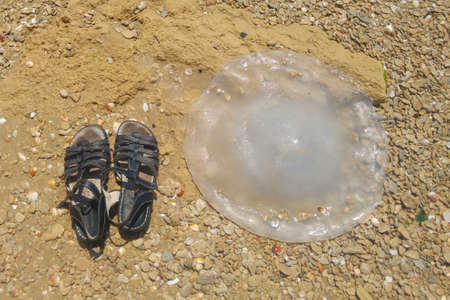 huge jellyfish thrown by the sea wave on the sandy shoreの写真素材