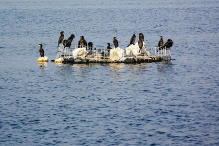 different birds sit on a small island in the middle of Lake Hulaの写真素材