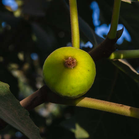 very ripe figs on the treeの写真素材