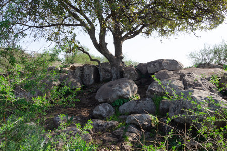 lonely tree on a green rocky plain in the mountainsの写真素材