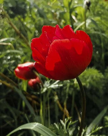The anemone flower belongs to the buttercup family and is a perennial herb growing on plains and...