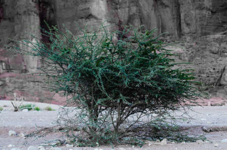 beautiful landscapes in the mountains in the desertの写真素材