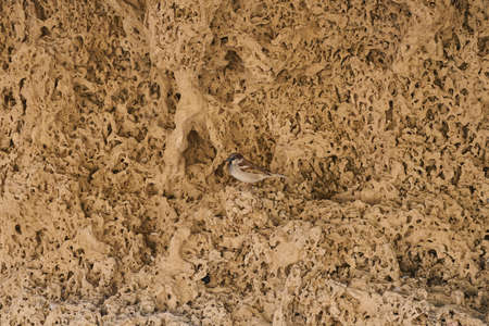 stones in the mountains for background in negevの写真素材