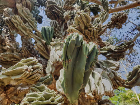 Cactus in a decorative truss Botanical Garden Emek Heferの写真素材