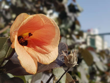 orange and yellow flowers on a tree on a sunny day