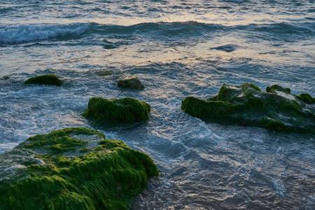 sunset over the sea near the shore rocks green algae
