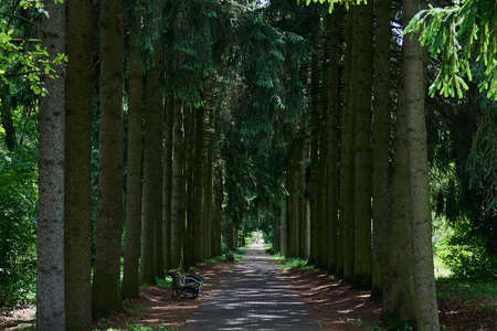 Landscape photo of a quiet park recreation area among pine trees in summerの写真素材