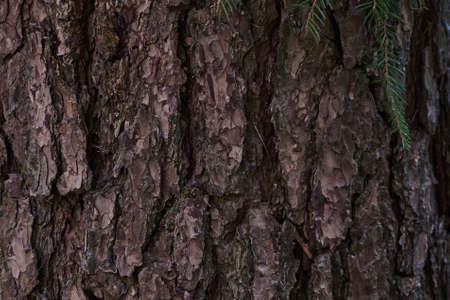Pine bark close-up of brown color on a treeの写真素材