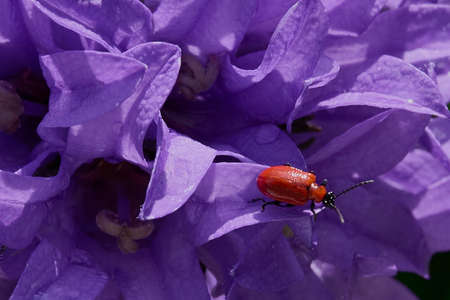 an orange beetle sits on the flowers of purple bluebells