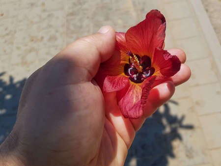 a red flower lies in the palm of your handの写真素材