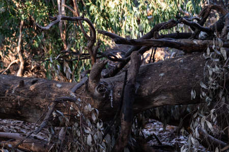 Very large eucalyptus trees in the park on a sunny day close-up