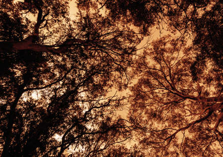 Very large eucalyptus trees in the park on a sunset perspectiveの写真素材