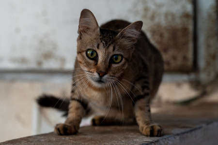 Portrait of a scared cat sitting on a concrete parapet close-upの写真素材