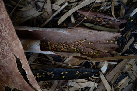 Fallen bark of eucalyptus resin tree lies on branches and leaves close-up