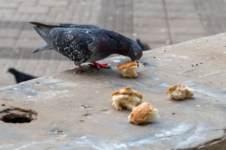 Urban pigeons eating white bread on the street close-upの写真素材