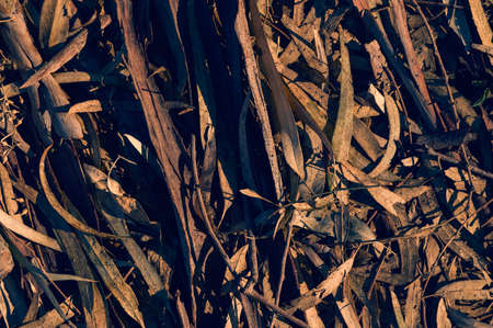 Textured Gum tree Bark euqualipt for background or screen saver close-upの写真素材