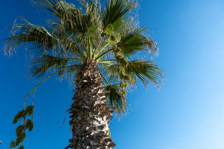 Palm tree on the background of blue sky wind close upの写真素材