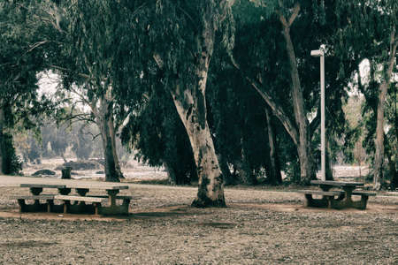 Very large eucalyptus trees in the park on a sunny day close-upの写真素材